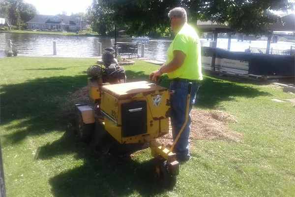 Professional Tree Service Professional Tree Service