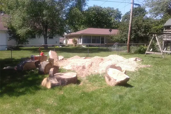Tree Service in Little Chute, WI 54140 - Trusted Care