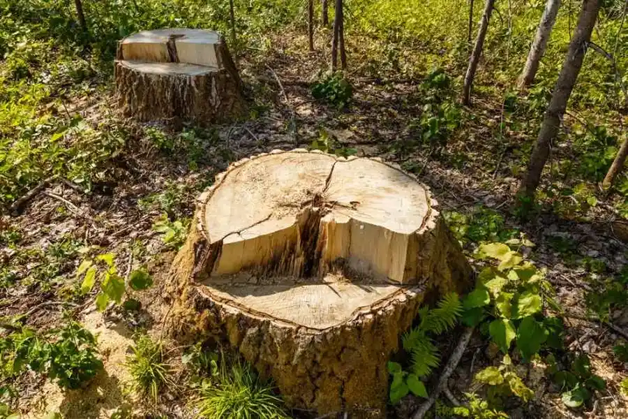 Reputable Stump Grinding Little Chute, WI Reputable Stump Grinding Little Chute, WI